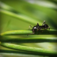/album/fumigaciones-hamelin/photolia-a05-jpg/