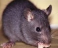 /album/cucarachas/ratadelostejados-jpg/