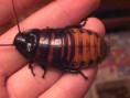 /album/cucarachas/control-cucaracha-eliminar-jpg/